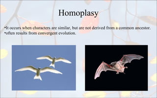 Homoplasy Definition Phylogenetics | PPT