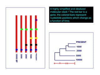 A highly simplified and idealized
molecular clock ! The red bar is a
gene, the colored bars represent
nucleotide positions which change as
a function of time.
 