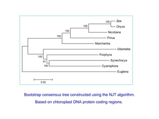 Zea
Oryza
Nicotiana
Pinus
Marchantia
Odontella
Porphyra
Synechocys
Cyanophora
Euglena
100
91
100
100
100
100
100
0.05
Bootstrap consensus tree constructed using the NJT algorithm.
Based on chloroplast DNA protein coding regions.
 