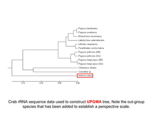 Crab rRNA sequence data used to construct UPGMA tree, Note the out-group
species that has been added to establish a perspective scale.
 