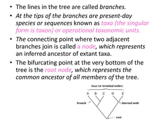 Phylogenetics Basics.pptx