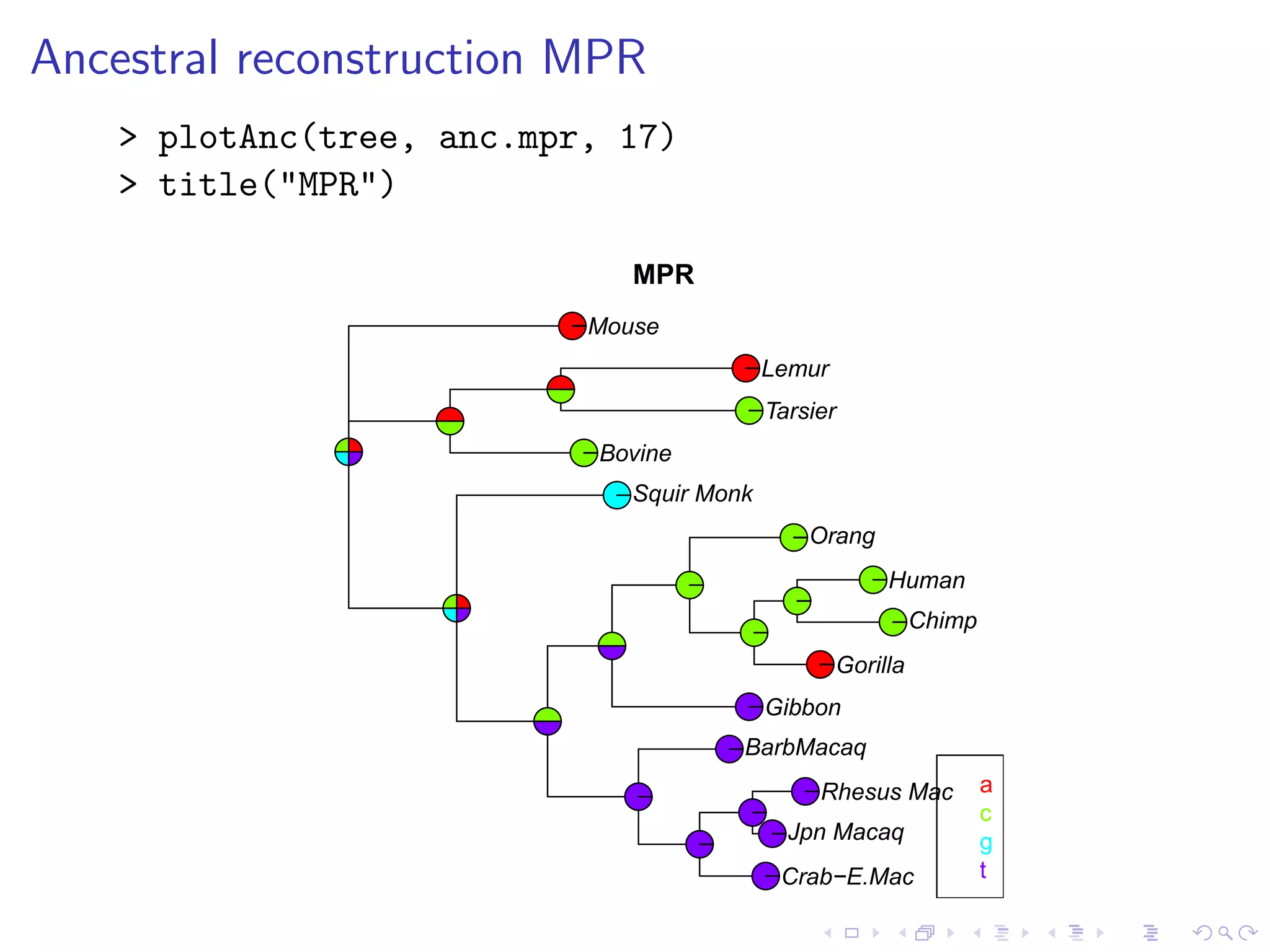 Ancestral reconstruction MPR
> plotAnc(tree, anc.mpr, 17)
> title("MPR")
Mouse
Bovine
Lemur
Tarsier
Squir Monk
Jpn Macaq
Rhesus Mac
Crab−E.Mac
BarbMacaq
Gibbon
Orang
Gorilla
Chimp
Human
a
c
g
t
MPR
 