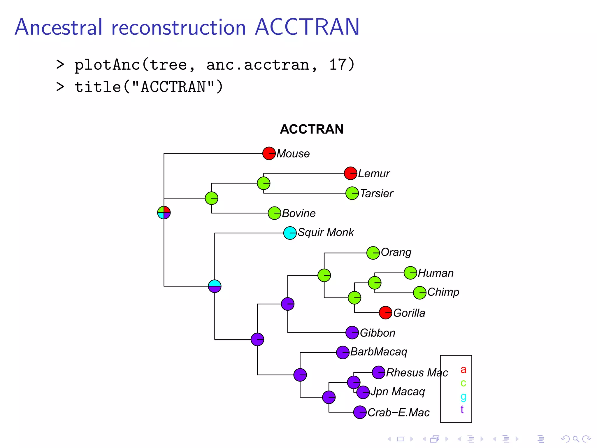 Ancestral reconstruction ACCTRAN
> plotAnc(tree, anc.acctran, 17)
> title("ACCTRAN")
Mouse
Bovine
Lemur
Tarsier
Squir Monk
Jpn Macaq
Rhesus Mac
Crab−E.Mac
BarbMacaq
Gibbon
Orang
Gorilla
Chimp
Human
a
c
g
t
ACCTRAN
 
