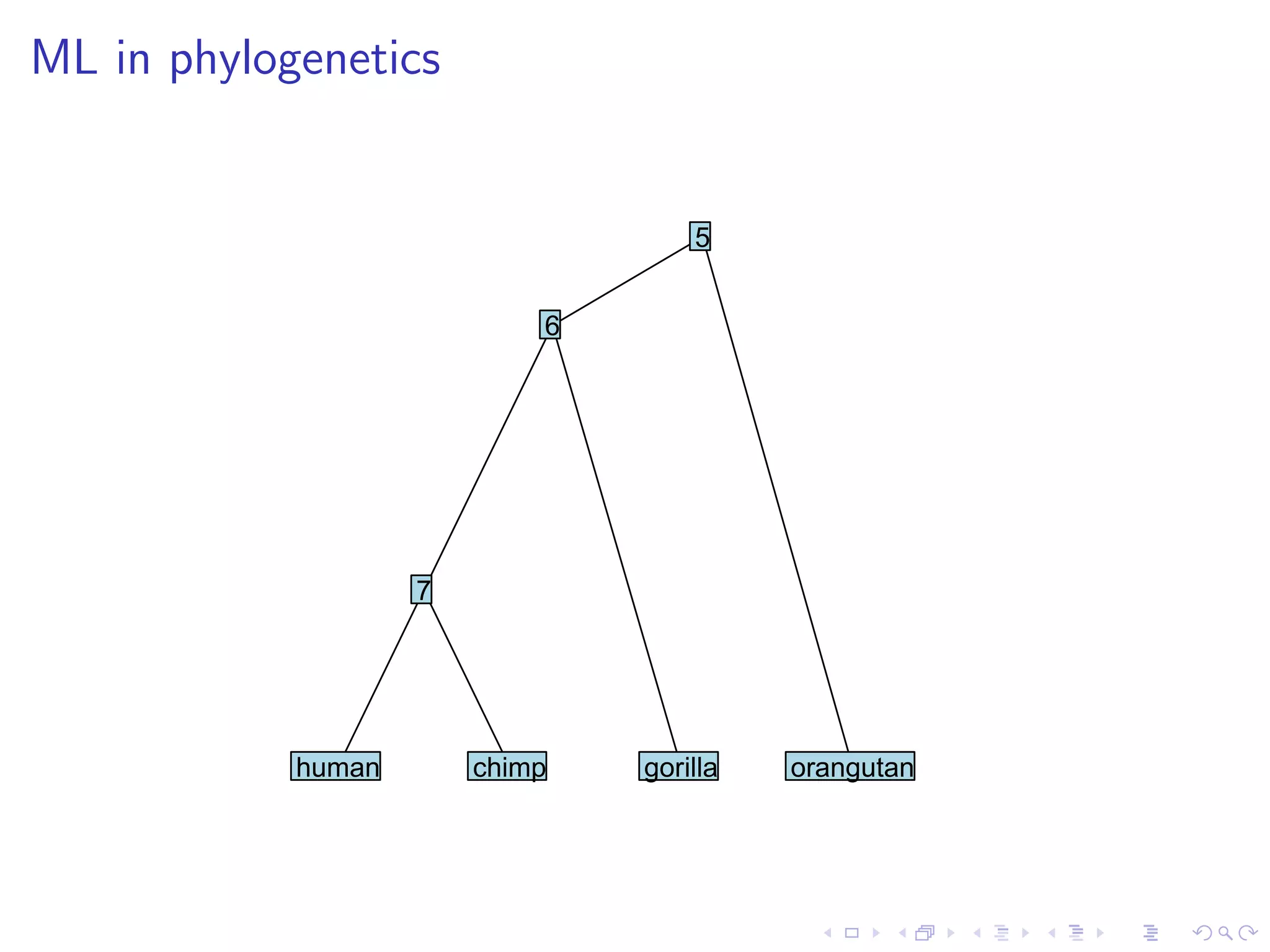 ML in phylogenetics
5
6
7
human chimp gorilla orangutan
 