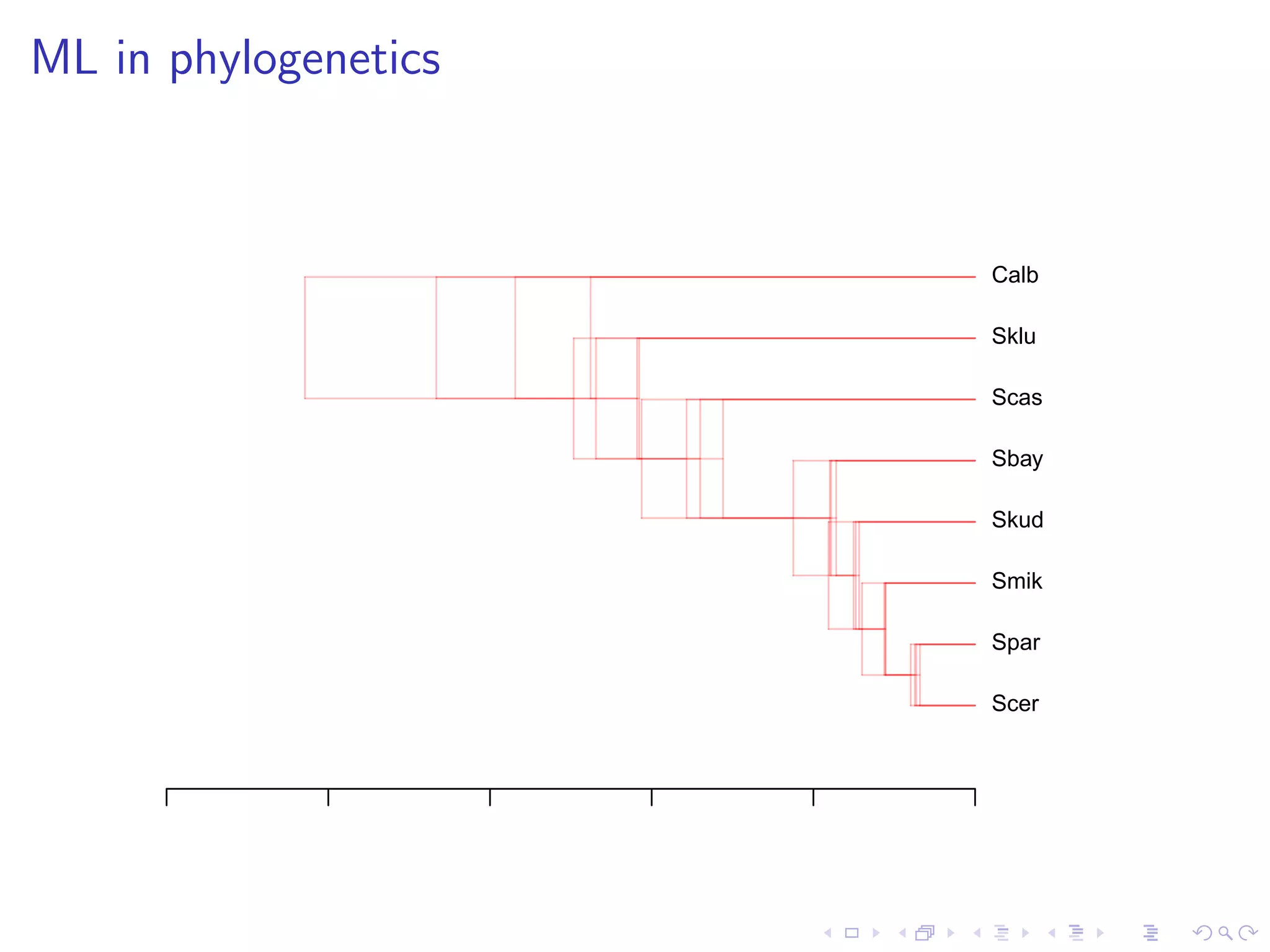 ML in phylogenetics
Scer
Spar
Smik
Skud
Sbay
Scas
Sklu
Calb
 