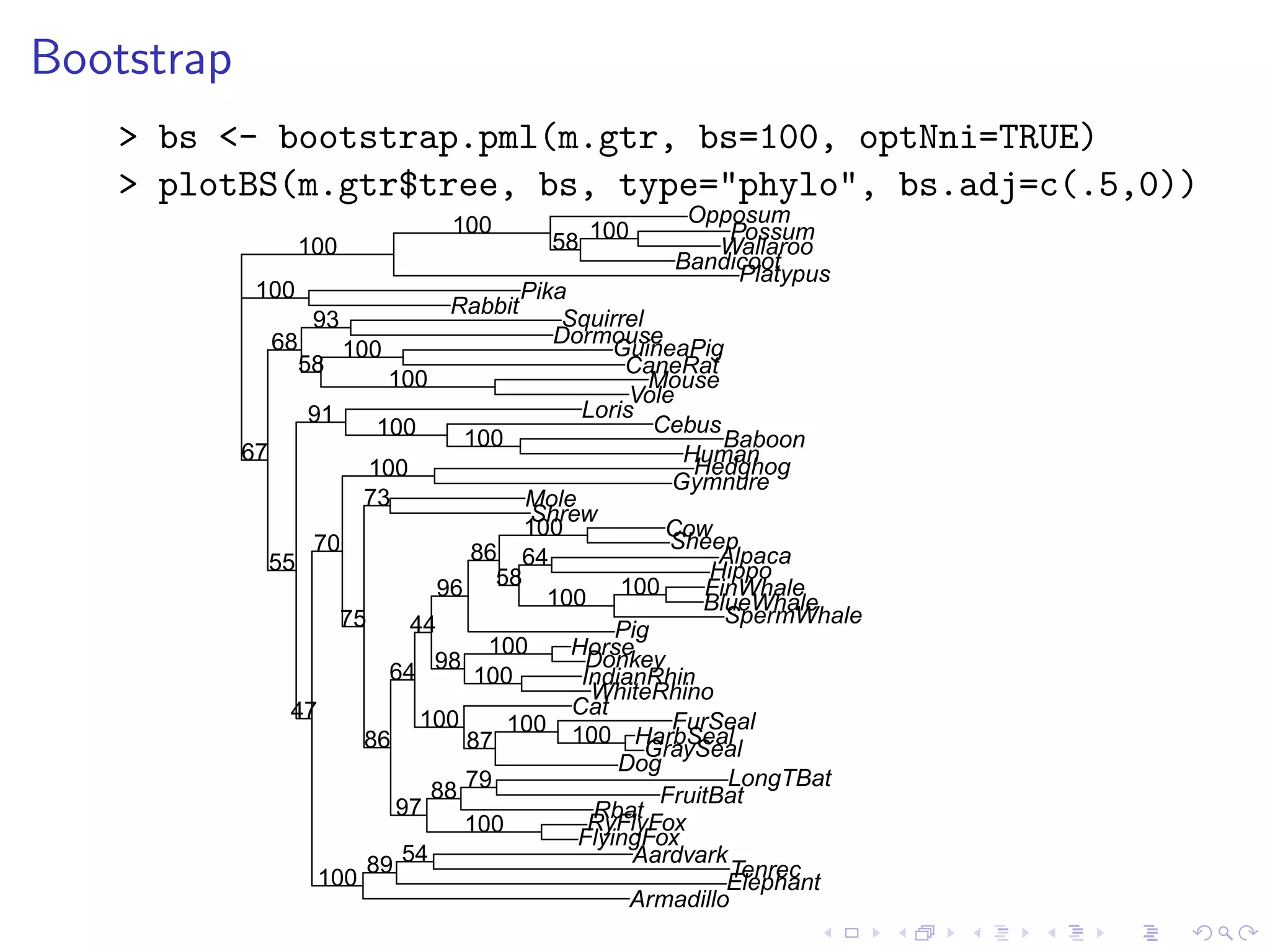 Bootstrap
> bs <- bootstrap.pml(m.gtr, bs=100, optNni=TRUE)
> plotBS(m.gtr$tree, bs, type="phylo", bs.adj=c(.5,0))
Platypus
Wallaroo
Possum
Bandicoot
Opposum
Armadillo
Elephant
Aardvark
Tenrec
Hedghog
Gymnure
Mole
Shrew
Rbat
FlyingFox
RyFlyFox
FruitBat
LongTBat
Horse
Donkey
WhiteRhino
IndianRhin
Pig
Alpaca
Cow
Sheep
Hippo
FinWhale
BlueWhale
SpermWhale
Rabbit
Pika
Squirrel
Dormouse
GuineaPig
Mouse
Vole
CaneRat
Baboon
Human
Loris
Cebus
Cat
Dog
HarbSeal
FurSeal
GraySeal
10058
100
100
100
58
93
100100
100100
64
58
100
86
100
100
98
96
100100
87
100
44
79
100
88
97
64
86
73
75
100
5489
100
70
47
91
55
68
67
100
100
 