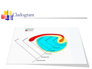 Cladogram
 