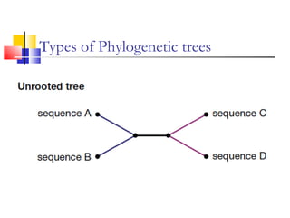 Types of Phylogenetic trees
 