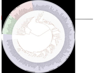 Types of Phylogenetic trees
 
