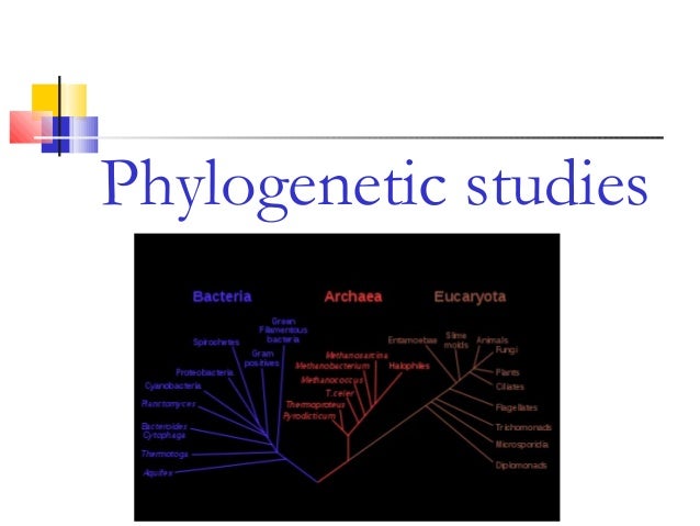 what are phylogenetic studies