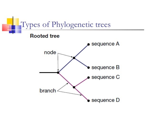 explain the differences in multiple types of phylogenetic tree