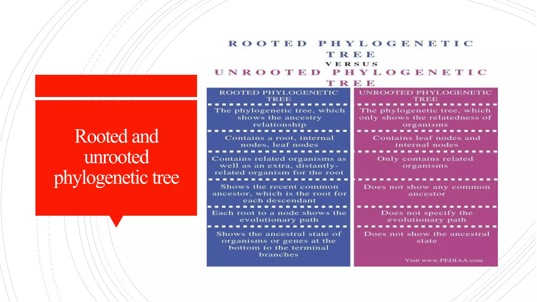 Rooted and
unrooted
phylogenetic tree
 
