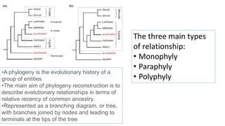 •A phylogeny is the evolutionary history of a
group of entities
•The main aim of phylogeny reconstruction is to
describe evolutionary relationships in terms of
relative recency of common ancestry.
•Represented as a branching diagram, or tree,
with branches joined by nodes and leading to
terminals at the tips of the tree
The three main types
of relationship:
• Monophyly
• Paraphyly
• Polyphyly
 