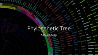 Phylogenetic Tree
A.Bharath Reddy
 