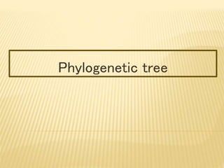 Phylogenetic tree
 