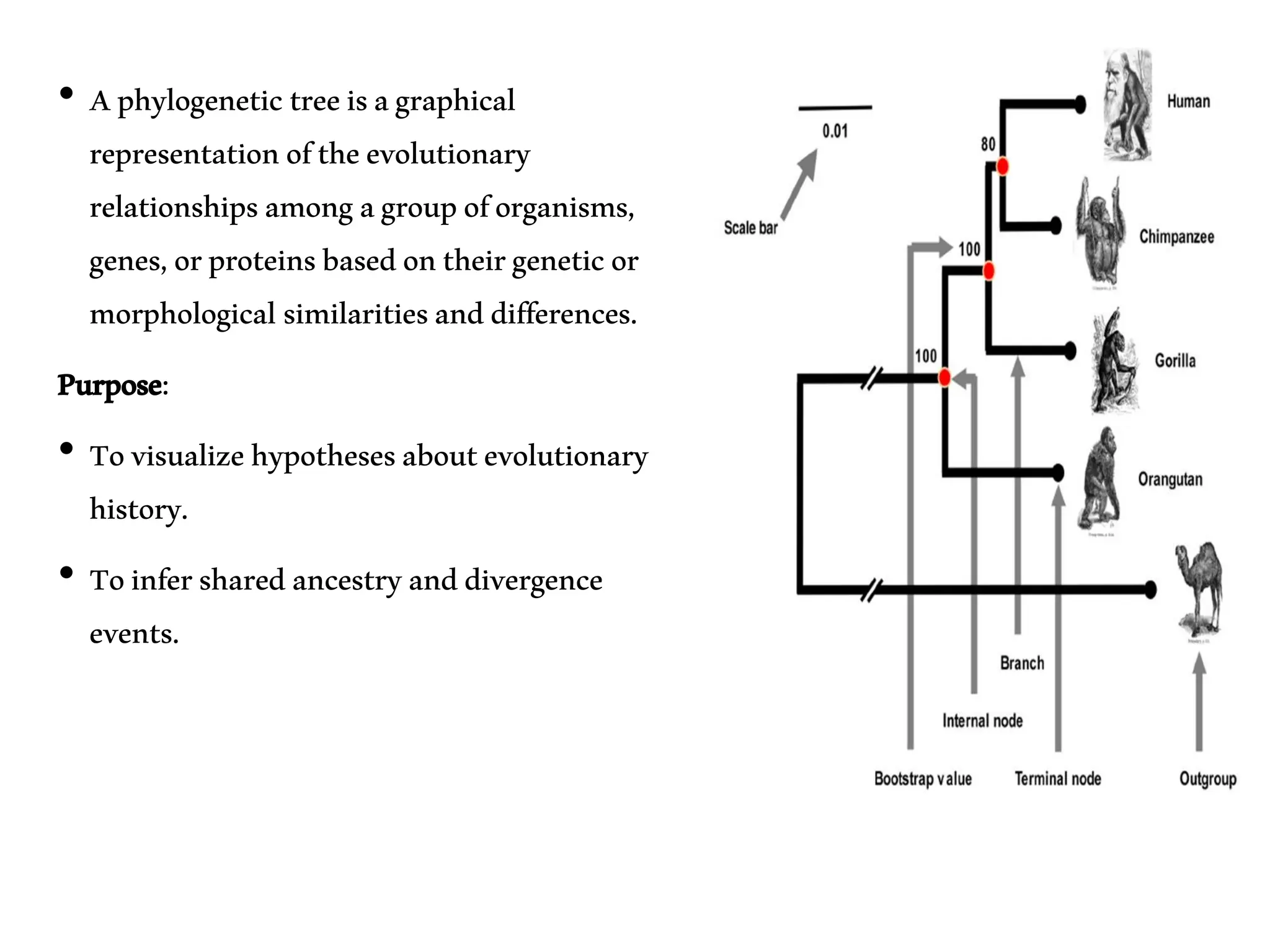 Phylogenetic Tree for the diagram description of evolutionary ...
