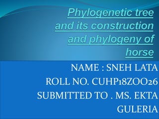 NAME : SNEH LATA
ROLL NO. CUHP18ZOO26
SUBMITTED TO . MS. EKTA
GULERIA
 