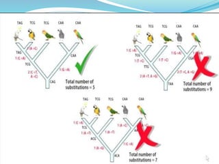 Phylogenetic tree and its construction and phylogeny of | PPTX
