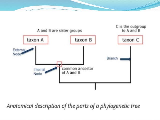 Of a phylogenetic tree parts Artic Network
