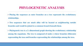 PHYLOGENETIC ANALYSIS
 Placing the sequences as outer branches on a tree represents the evolutionary
relationships.
 Two sequences that are much alike will be located as neighbouring outside
branches and would be joined to a common branch beneath them.
 Phylogenetic tree is a 2- dimensional graph showing the evolutionary relationship
among the organisms. The tree is composed of nodes [ where branches bifurcate]
representing the taxa and branches representing the relationships among the taxa.
 
