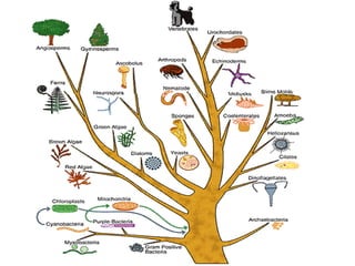 Phylogenetic trees | PPT