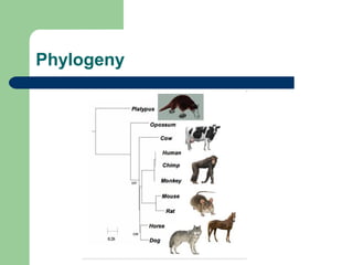 Phylogenetic trees | PPT