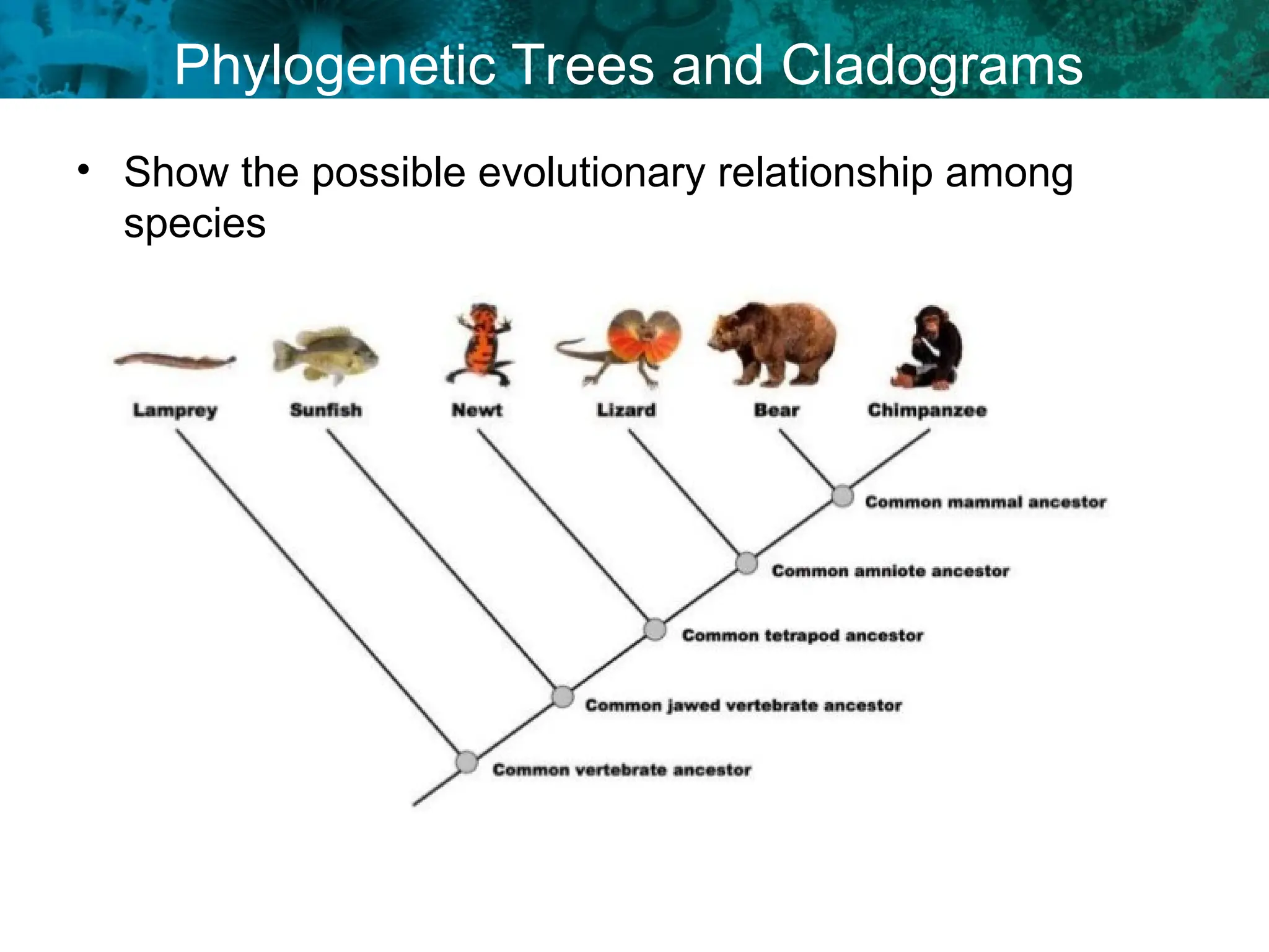 Phylogenetic Trees and Cladograms
• Show the possible evolutionary relationship among
species
 