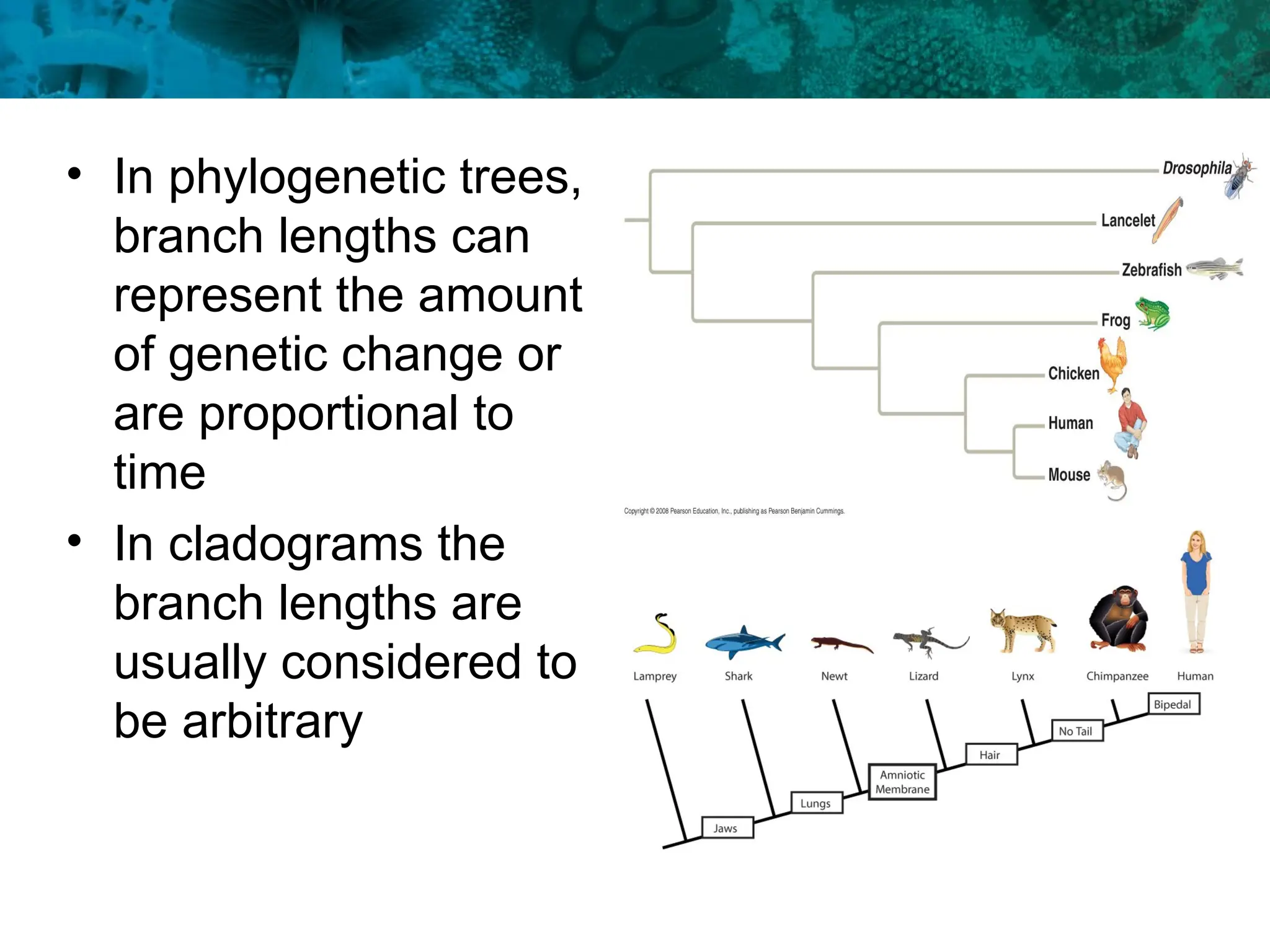 • In phylogenetic trees,
branch lengths can
represent the amount
of genetic change or
are proportional to
time
• In cladograms the
branch lengths are
usually considered to
be arbitrary
 