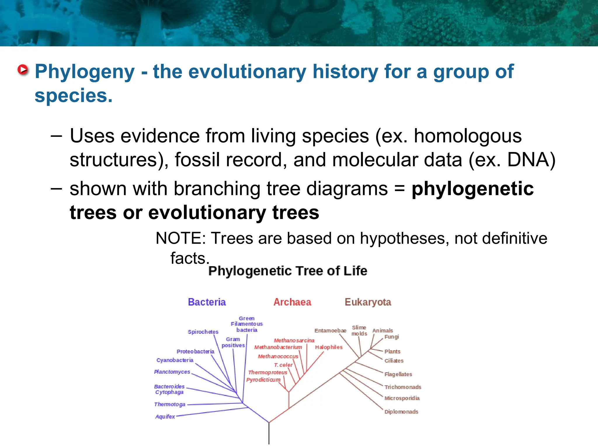 – Uses evidence from living species (ex. homologous
structures), fossil record, and molecular data (ex. DNA)
– shown with branching tree diagrams = phylogenetic
trees or evolutionary trees
NOTE: Trees are based on hypotheses, not definitive
facts.
Phylogeny - the evolutionary history for a group of
species.
 