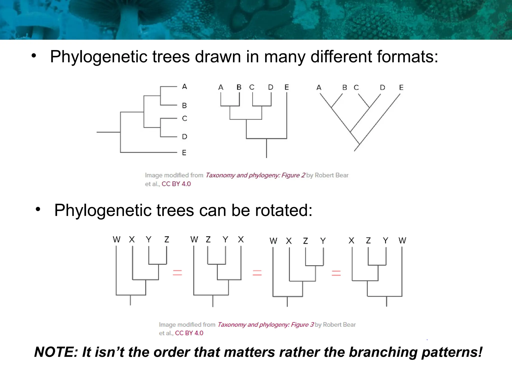 • Phylogenetic trees drawn in many different formats:
• Phylogenetic trees can be rotated:
NOTE: It isn’t the order that matters rather the branching patterns!
 