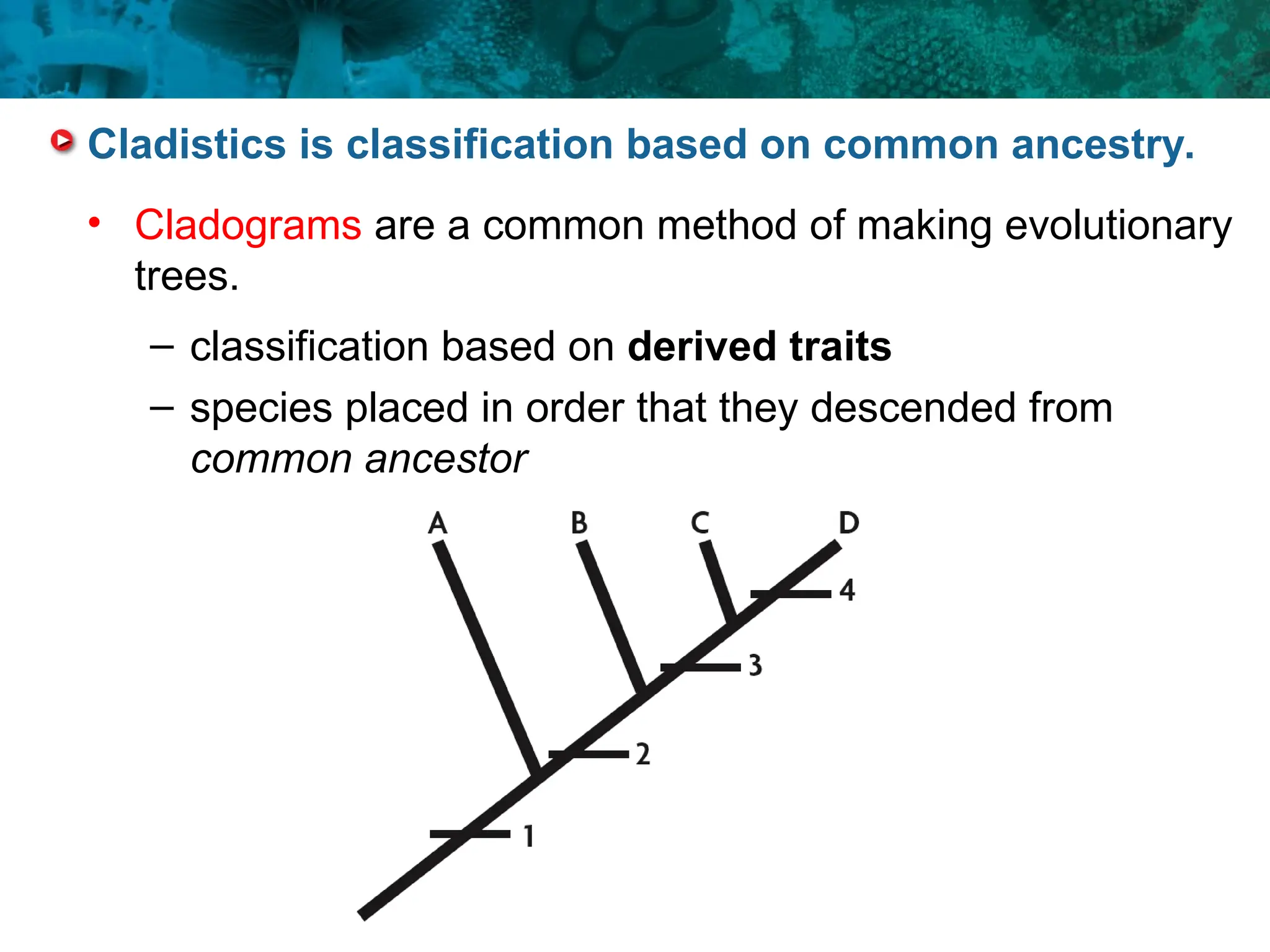 • Cladograms are a common method of making evolutionary
trees.
– classification based on derived traits
– species placed in order that they descended from
common ancestor
Cladistics is classification based on common ancestry.
 