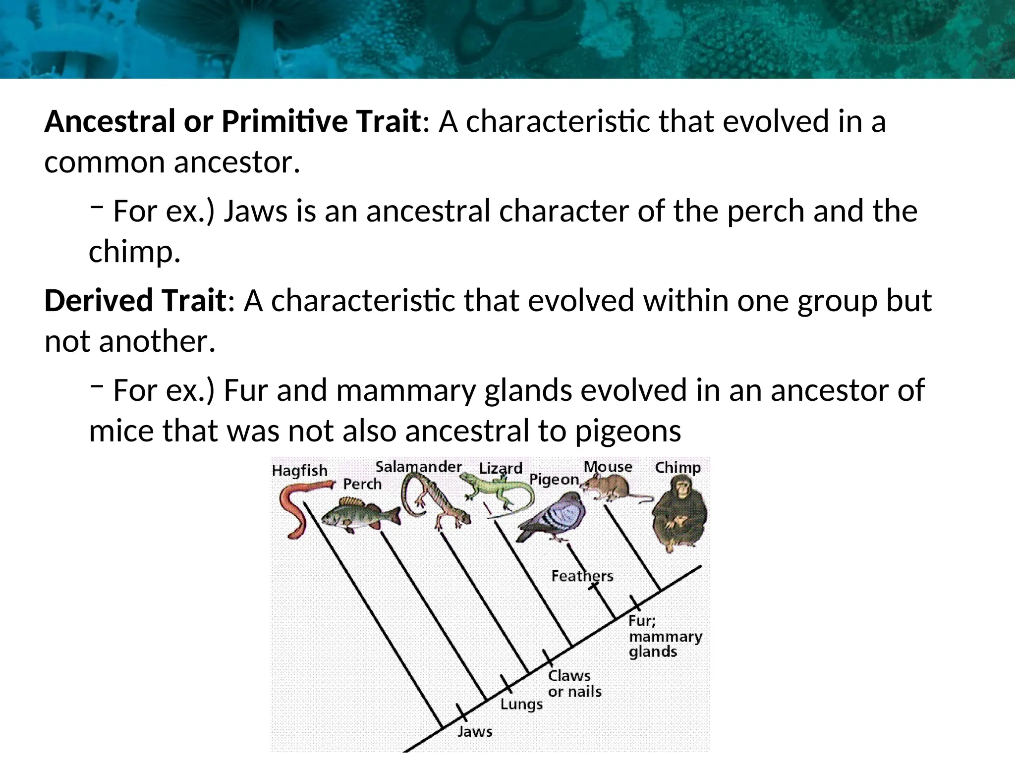 Ancestral or Primitive Trait: A characteristic that evolved in a
common ancestor.
– For ex.) Jaws is an ancestral character of the perch and the
chimp.
Derived Trait: A characteristic that evolved within one group but
not another.
– For ex.) Fur and mammary glands evolved in an ancestor of
mice that was not also ancestral to pigeons
5
 