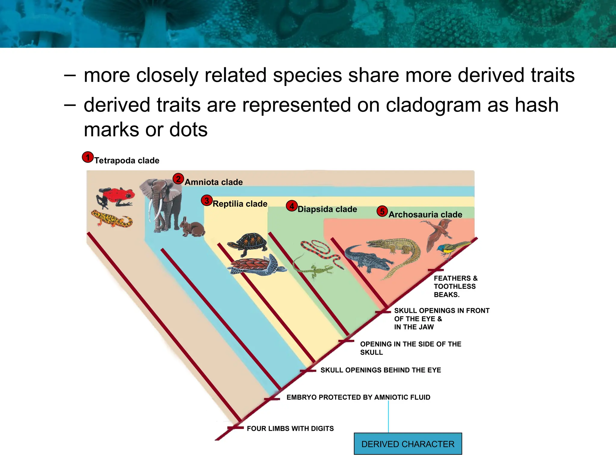 – more closely related species share more derived traits
– derived traits are represented on cladogram as hash
marks or dots
FOUR LIMBS WITH DIGITS
Tetrapoda clade
1
Amniota clade
2
Reptilia clade
3
Diapsida clade
4
Archosauria clade
5
EMBRYO PROTECTED BY AMNIOTIC FLUID
OPENING IN THE SIDE OF THE
SKULL
SKULL OPENINGS IN FRONT
OF THE EYE &
IN THE JAW
FEATHERS &
TOOTHLESS
BEAKS.
SKULL OPENINGS BEHIND THE EYE
DERIVED CHARACTER
 