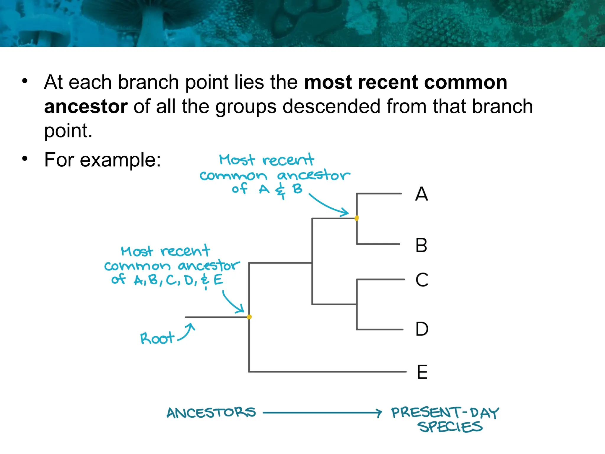 • At each branch point lies the most recent common
ancestor of all the groups descended from that branch
point.
• For example:
 