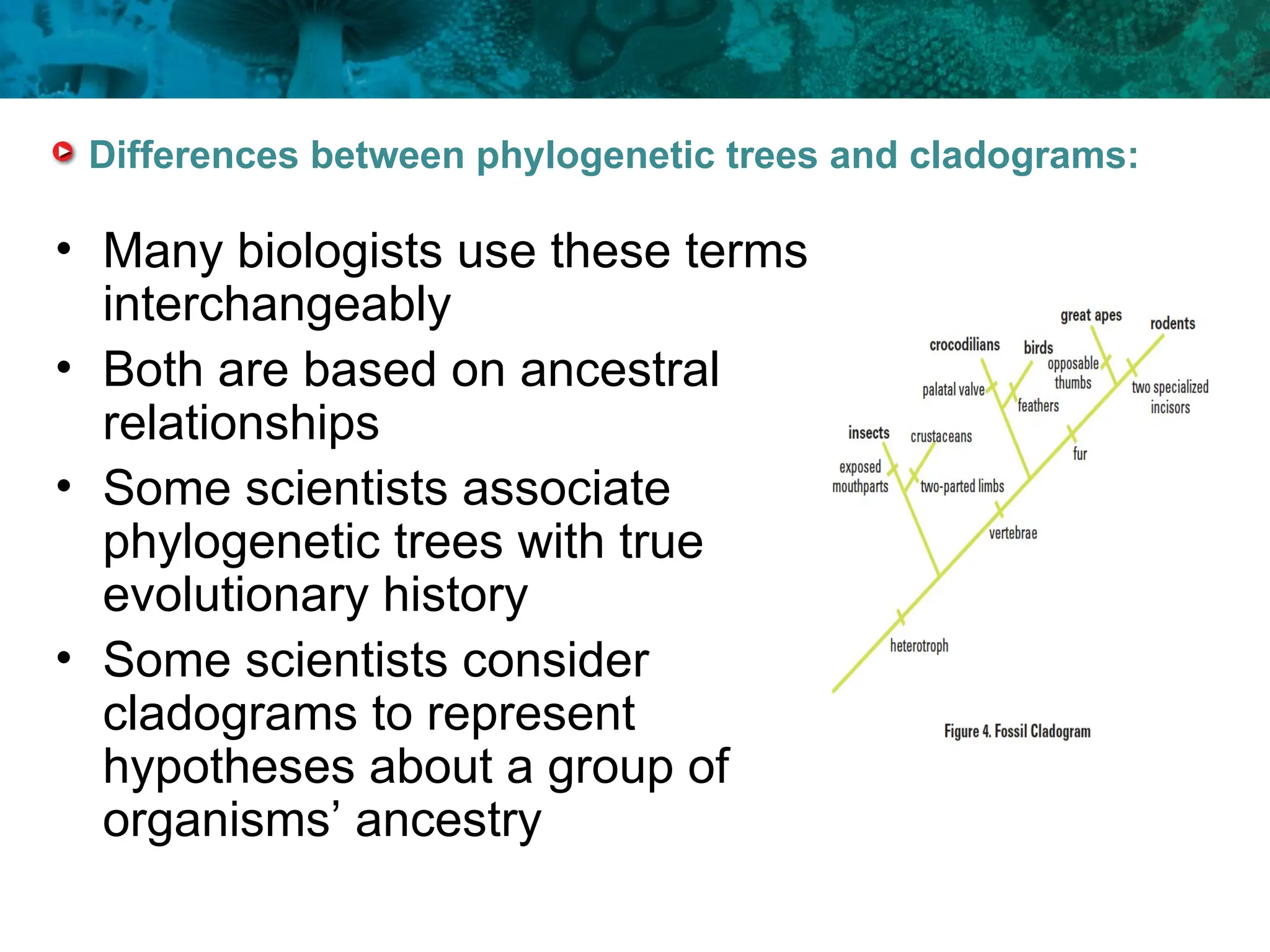 Differences between phylogenetic trees and cladograms:
• Many biologists use these terms
interchangeably
• Both are based on ancestral
relationships
• Some scientists associate
phylogenetic trees with true
evolutionary history
• Some scientists consider
cladograms to represent
hypotheses about a group of
organisms’ ancestry
 