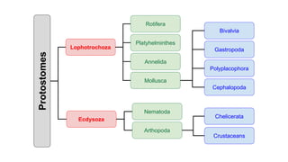 Protostomes Examples Phylogeney | PPTX