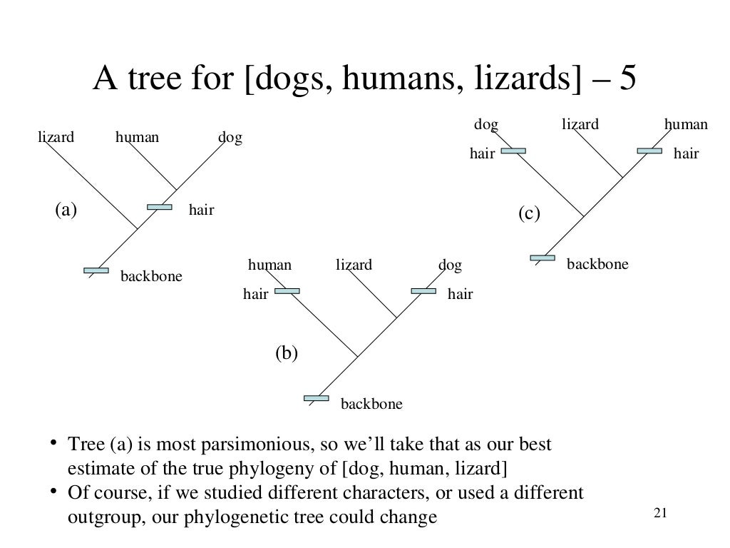 types of phylogenetic tree slideshare