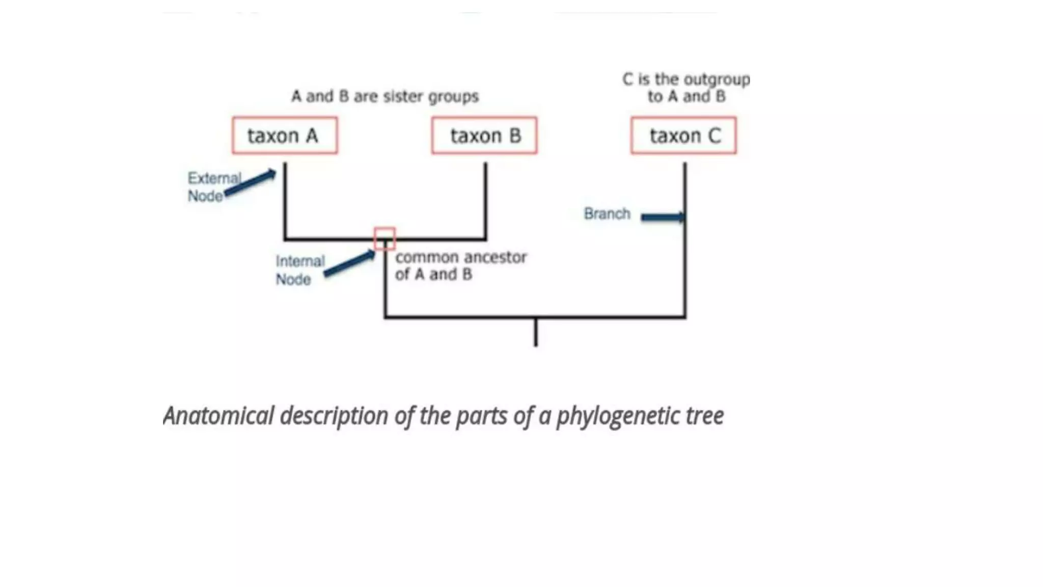 Phylogeny | PPTX
