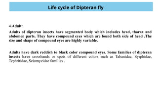 Diplan Insect Phylogeny and disease transmission of Dipteran Fly (ppt).pptx