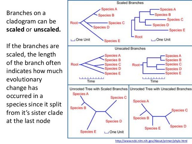 IB Biology Option D.5: Phylogeny and systematics