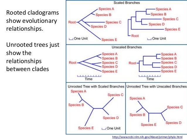 Cladogram Worksheet Answers Venn Diagram Proga Info