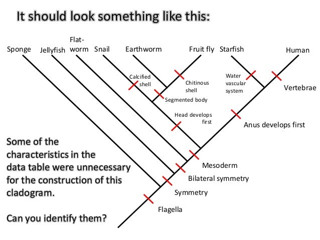 IB Biology Option D.5: Phylogeny and systematics