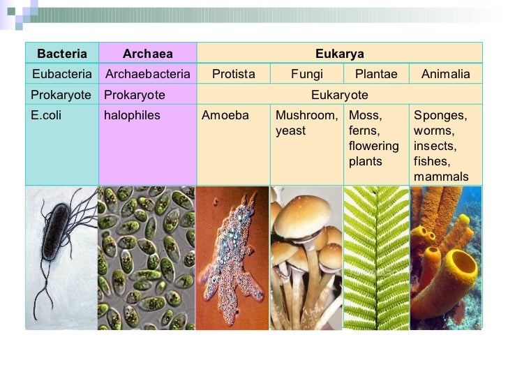 Protista Fungi Plantae Animalia - Info Car Wallpaper
