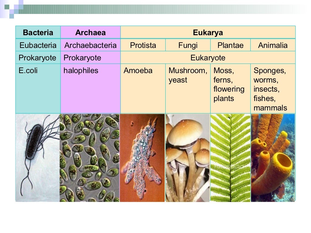 Phylogeny Classification