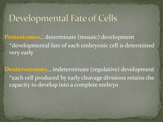 Regulative Development Phylogeny & development | PPT
