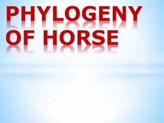 PHYLOGENY
OF HORSE
 