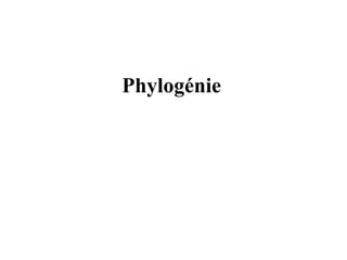 Phylogénie 