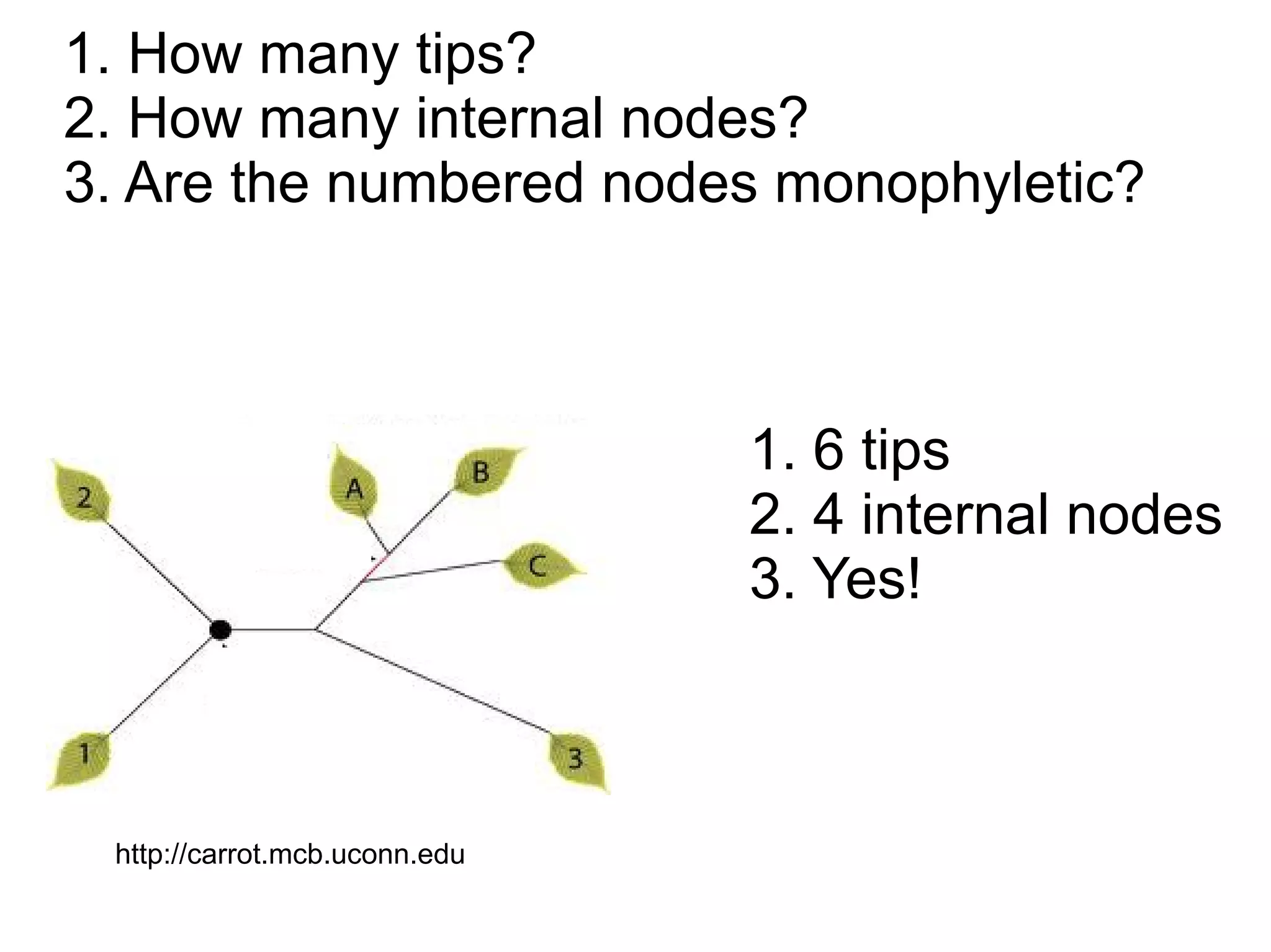 1. How many tips?
2. How many internal nodes?
3. Are the numbered nodes monophyletic?



                               1. 6 tips
                               2. 4 internal nodes
                               3. Yes!



 http://carrot.mcb.uconn.edu
 