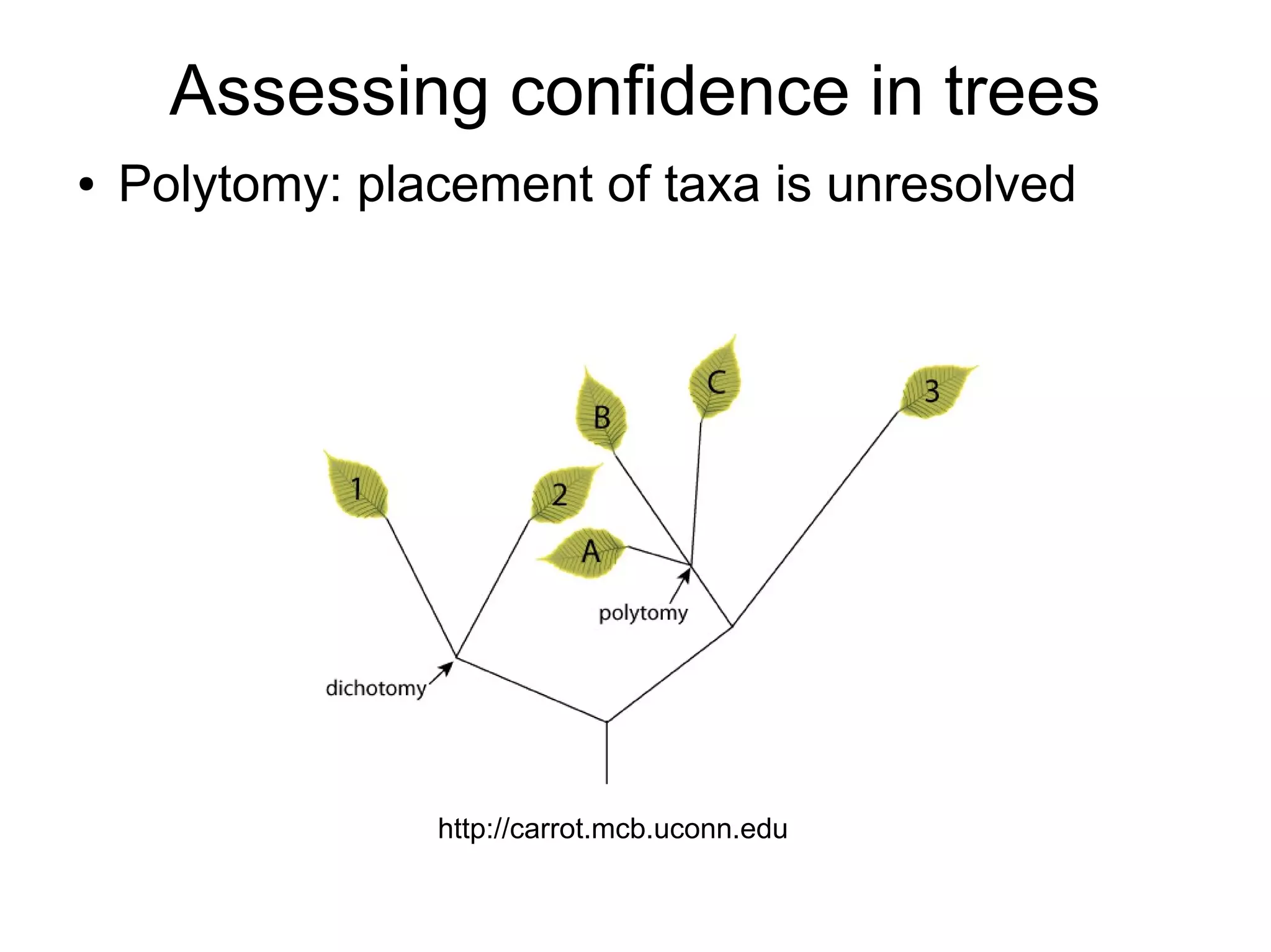Assessing confidence in trees
●   Polytomy: placement of taxa is unresolved




                 http://carrot.mcb.uconn.edu
 