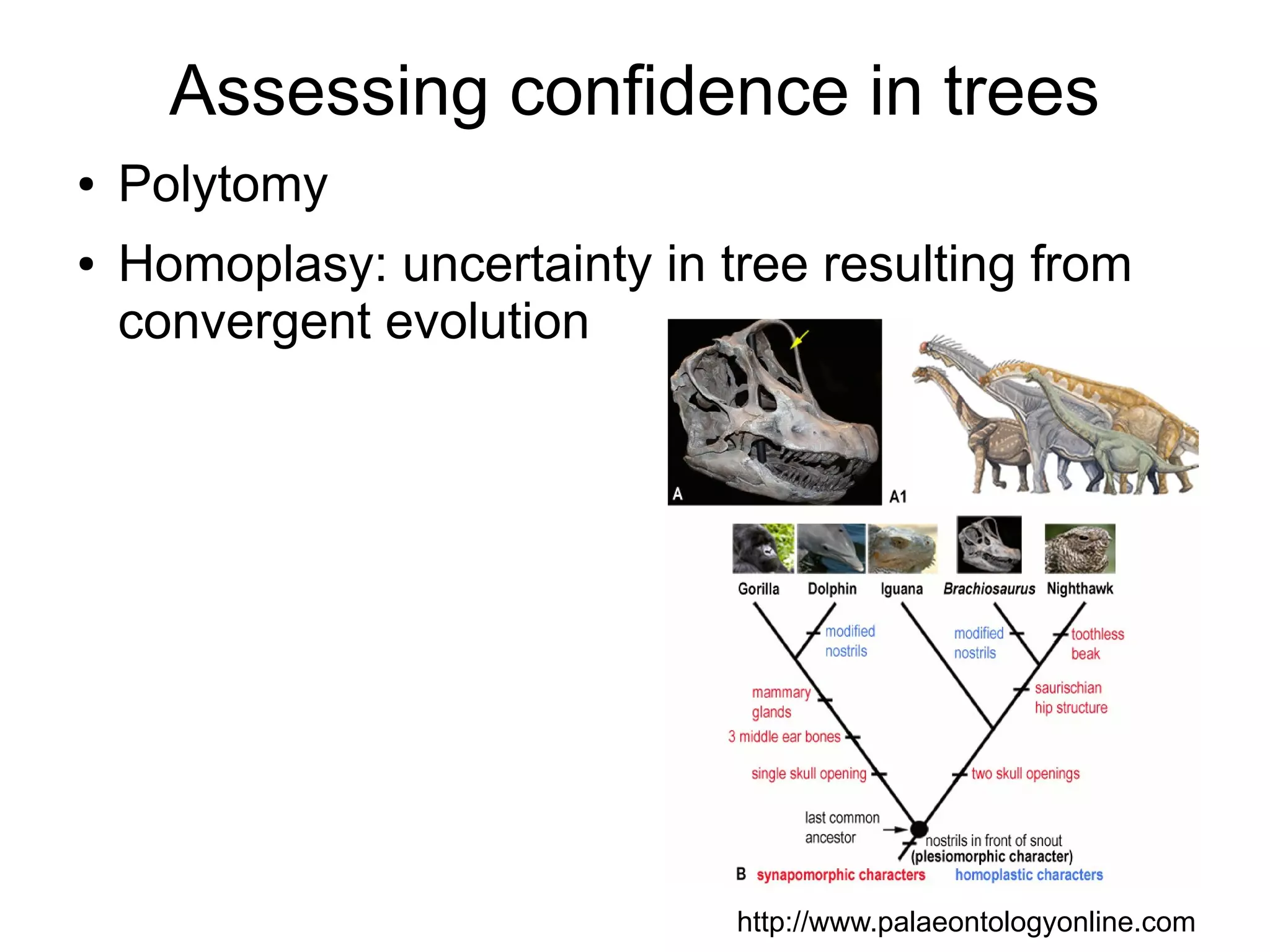 Assessing confidence in trees
●   Polytomy
●   Homoplasy: uncertainty in tree resulting from
    convergent evolution




                               http://www.palaeontologyonline.com
 